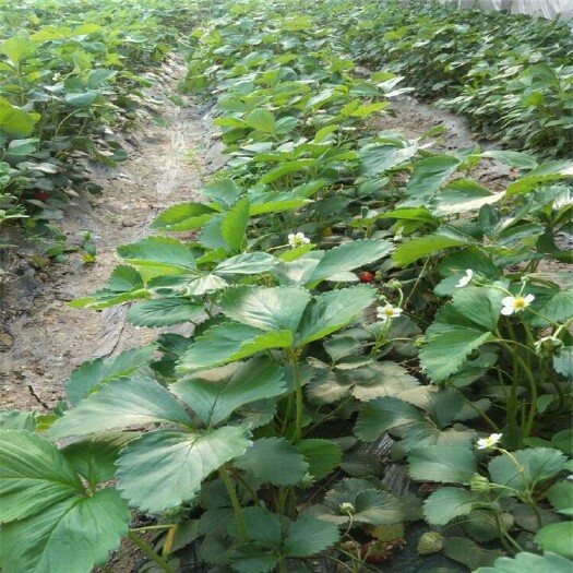 泰安法兰地草莓苗 地栽苗 10~20公分