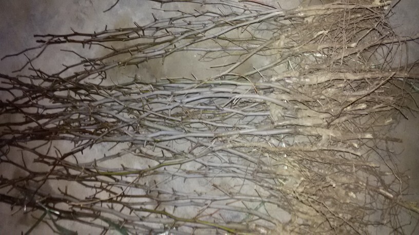绛县梨枣苗 当年挂果，双八标准的。