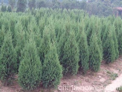 绛县望都塔桧  2米蜀桧，精品蜀桧，3米蜀桧