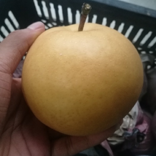 砀山县圆黄梨 400-450g 90mm以上
