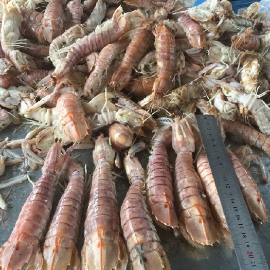 北海皮皮虾  活煮