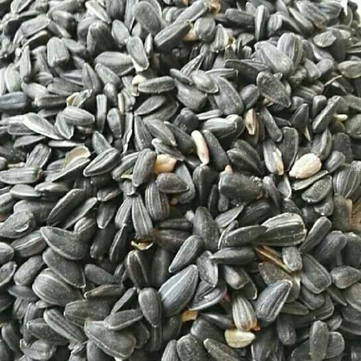 呼伦贝尔油葵