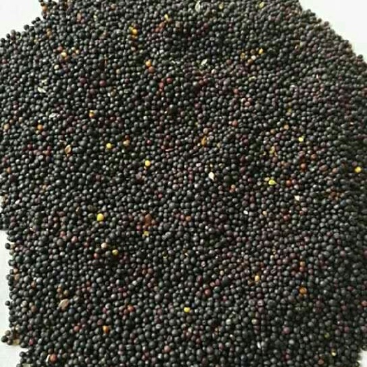 呼伦贝尔油菜籽