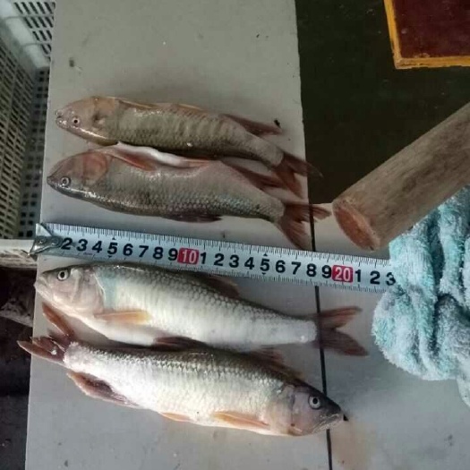 常德冰冻马口鱼