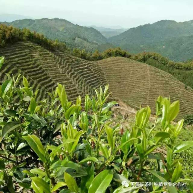 高山红茶