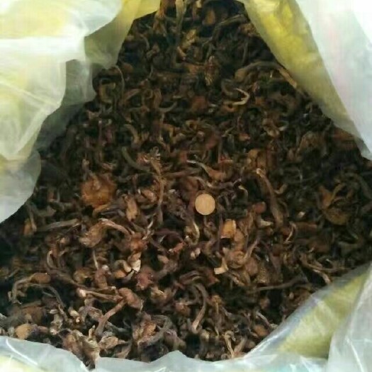 蘑菇 天然榛蘑