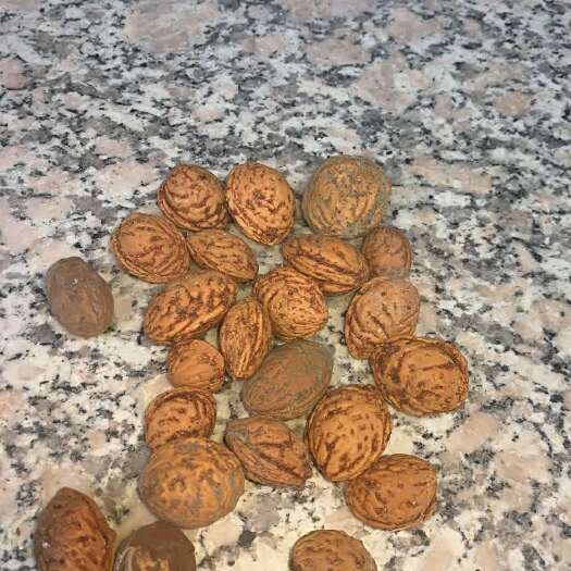 绛县毛桃苗 0.5~1米 