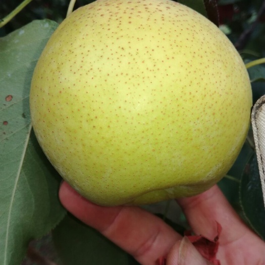 赵县雪花梨 350-400g 80mm以上 