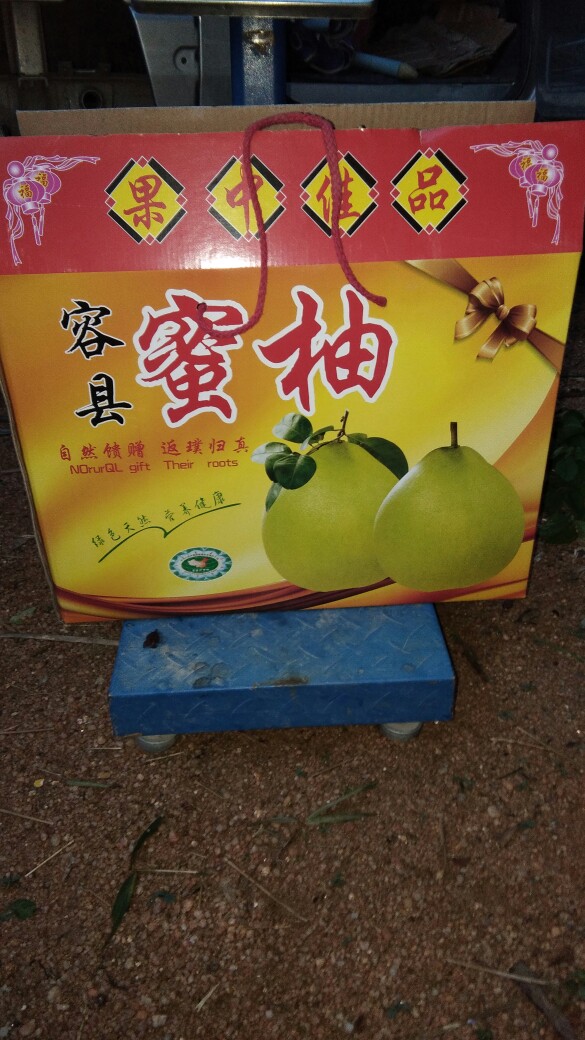 白心蜜柚 產(chǎn)地直銷 規(guī)格齊全