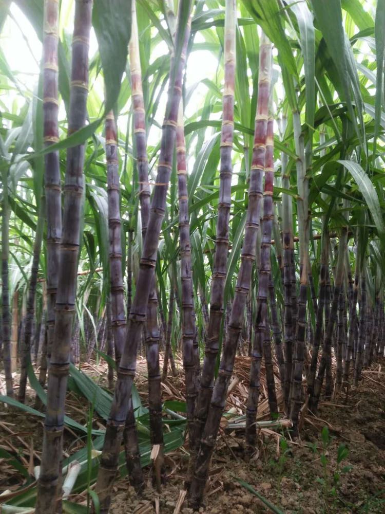  广东韶关地区甘蔗黑皮黄皮