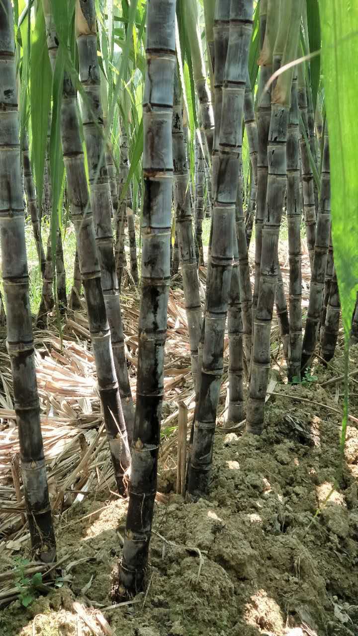  广东韶关地区甘蔗黑皮黄皮