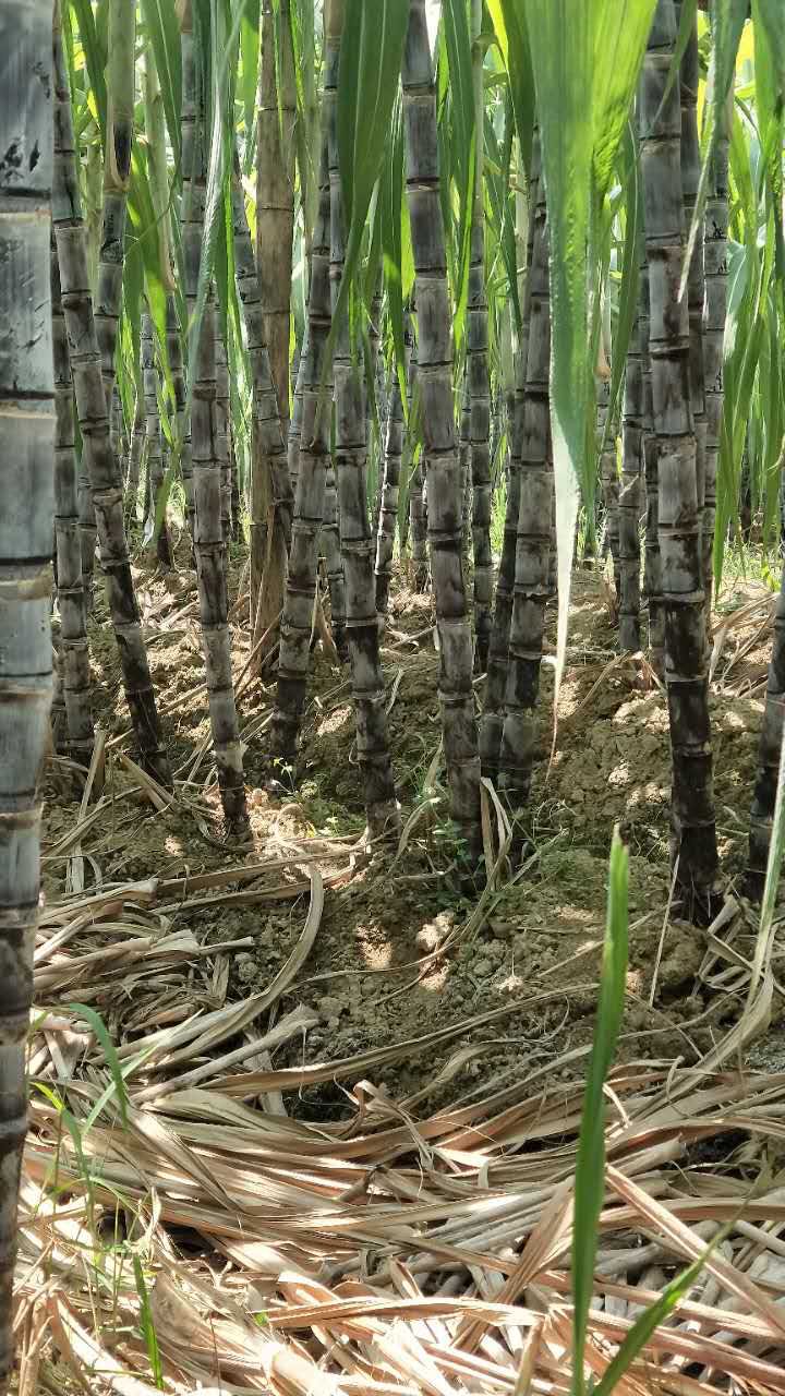  广东韶关地区甘蔗黑皮黄皮