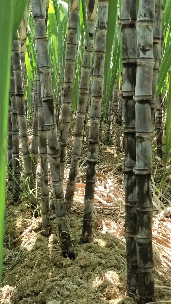  广东韶关地区甘蔗黑皮黄皮