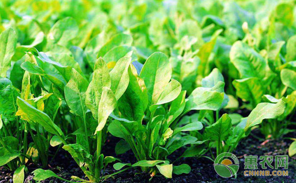 菠菜種植技術(shù)要點