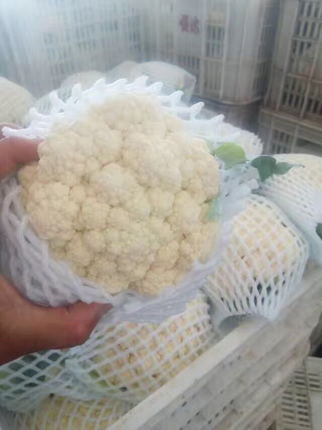 白花菜花 代销精品小白花，有货的联系