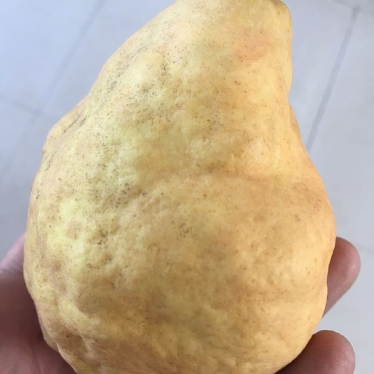 海阳市丑梨 400-450g 90mm以上 