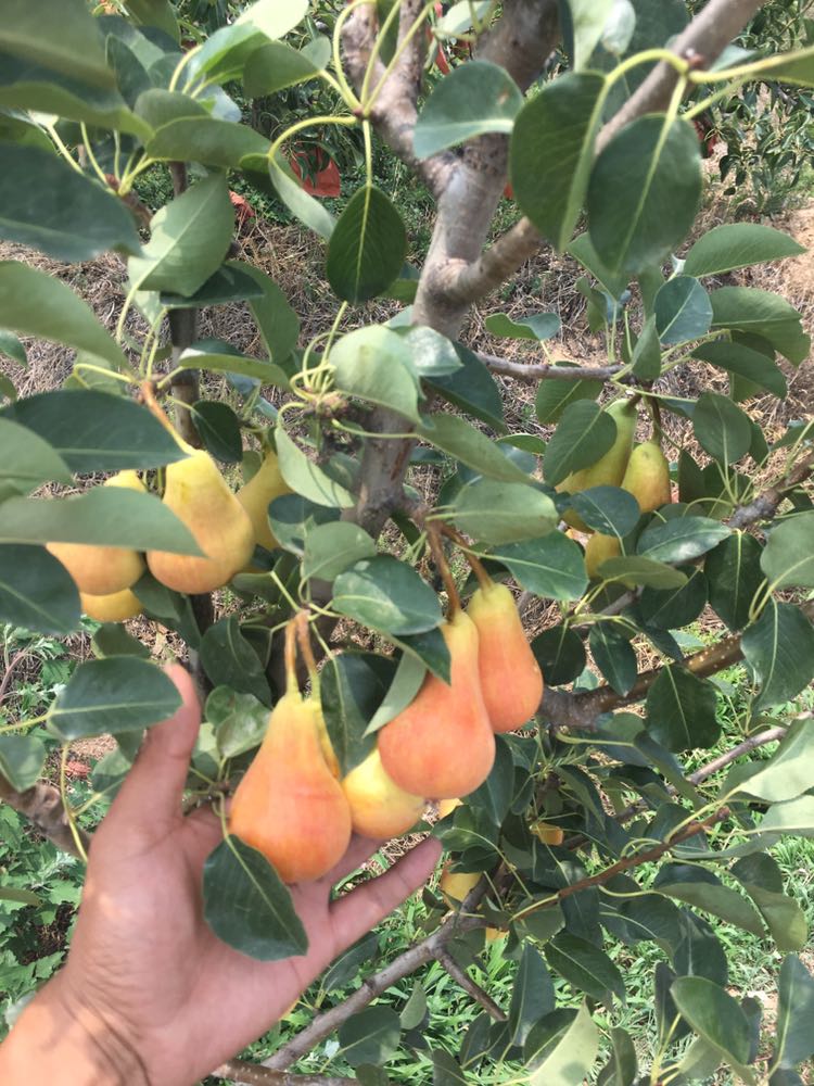 袖珍小香梨 0.5~1米 