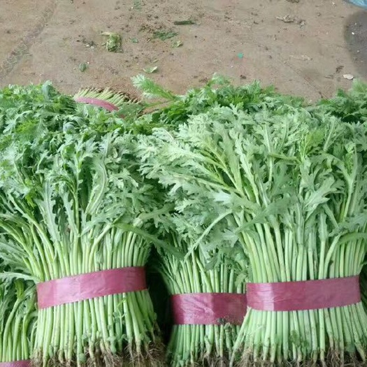 邯郸小叶茼蒿 15~20cm