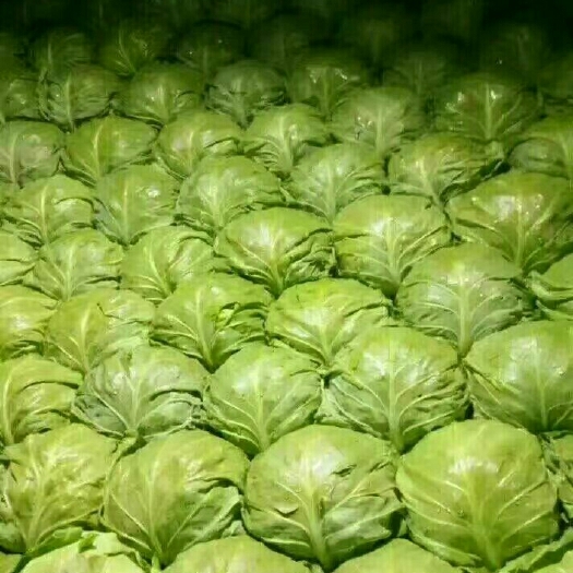 邯郸中甘21 精品绿甘蓝。产地直销。整车发货