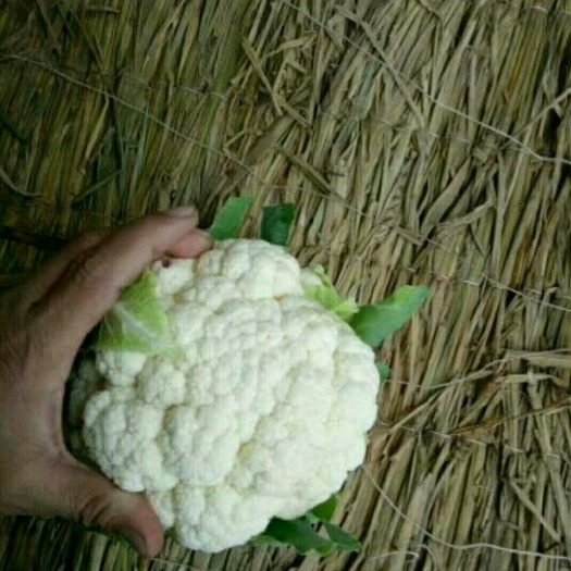 邯郸白花菜花 紧密 3~4斤 乳白色 