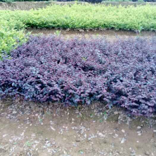 长沙县双面红