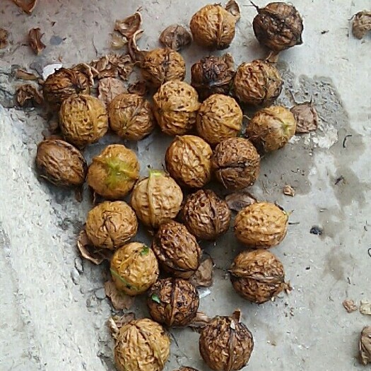 德昌县薄皮核桃