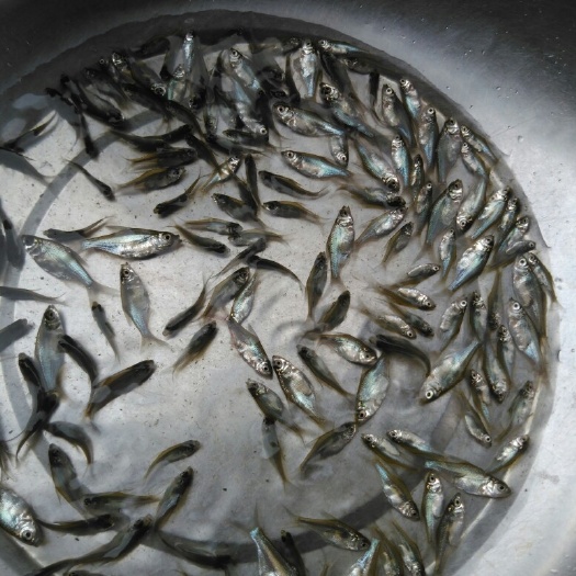 广州三角鲂鱼苗