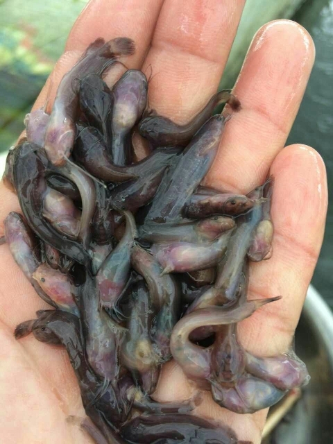 广州塘鲺苗