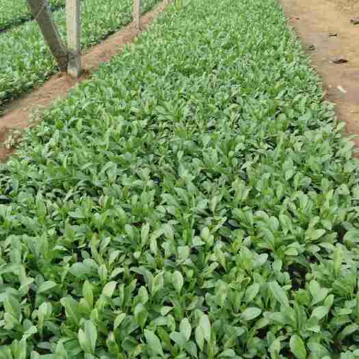 青州市金鸡菊