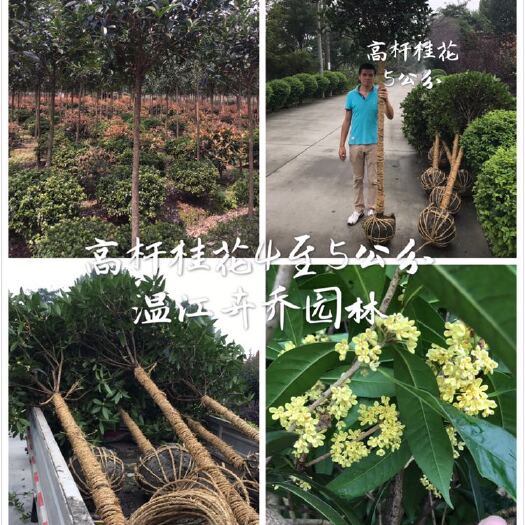 成都丹桂
