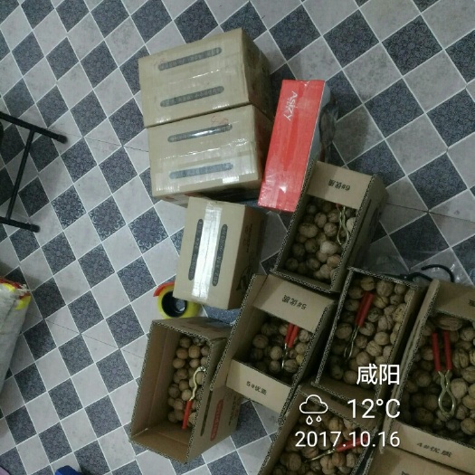泾阳县山核桃