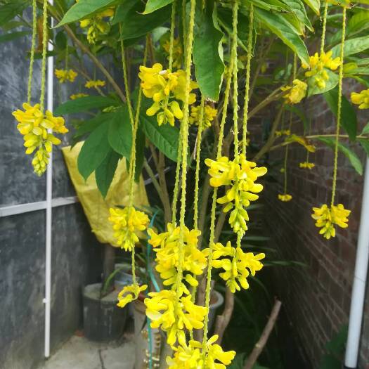 容县黄花倒水莲