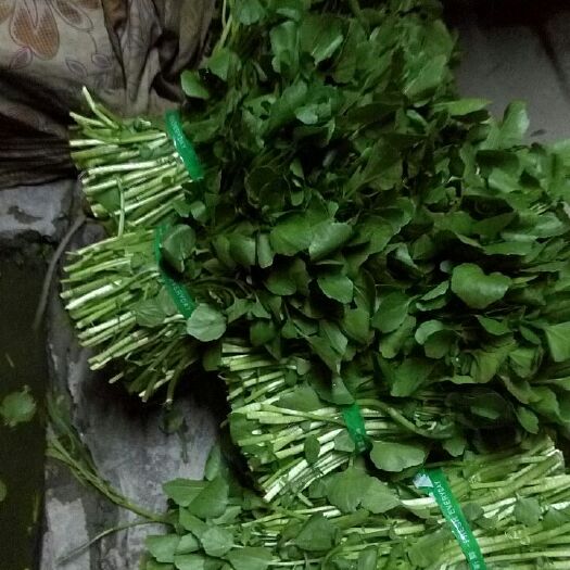 广州西洋菜