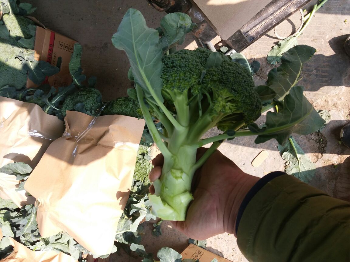 优秀西兰花  精品西蓝花大量上市供应中