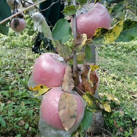 大荔县陕西红富士苹果供应基地