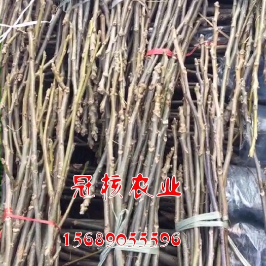 淄博薄皮核桃苗