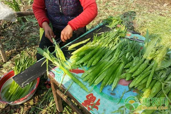 貢菜怎麼種植貢菜有機生態型無土栽培技術