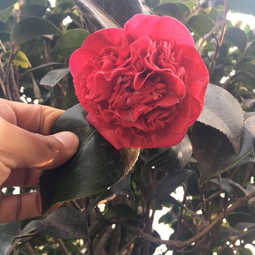 成都山茶花 140cm以上