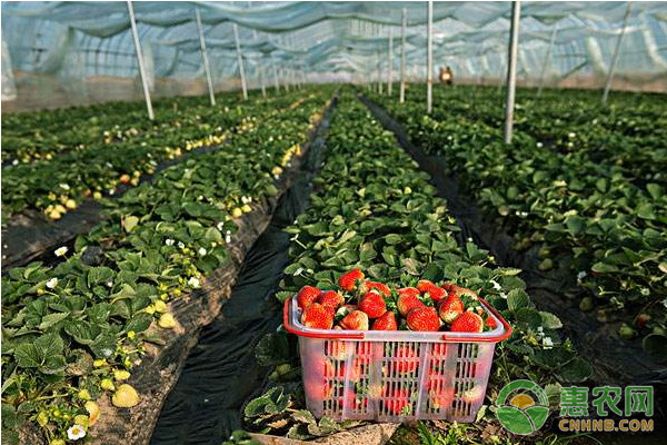 大棚草莓冻害发病规律及防治措施