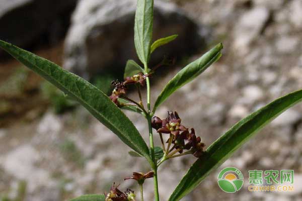 中药材白前种植技术及行情分析