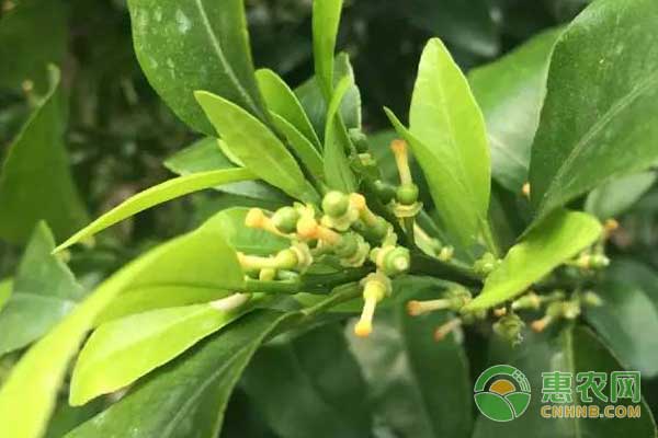 沙糖桔春季管理做好保花保果环割稳果疏花疏果工作