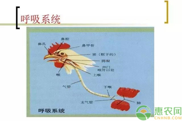 鸡的呼吸系统结构图图片