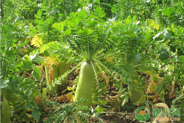 淺析白蘿卜的開發(fā)價值及其栽培技術研究