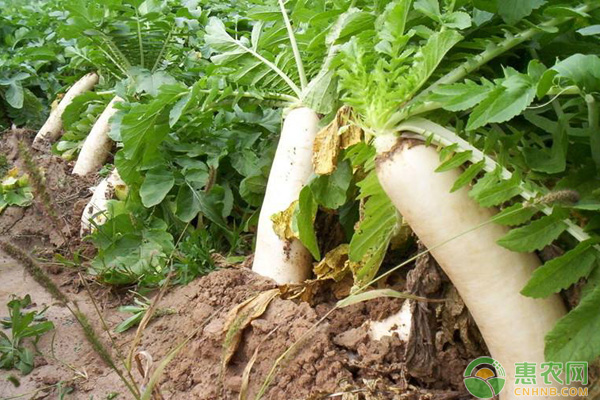 蘿卜種植技術(shù)