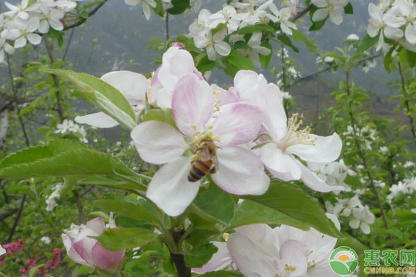 苹果花期如何管理？陕西凤翔苹果花果期管理技巧