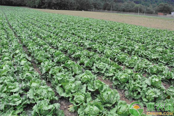 生菜種植溫度需求及育苗移栽注意事項