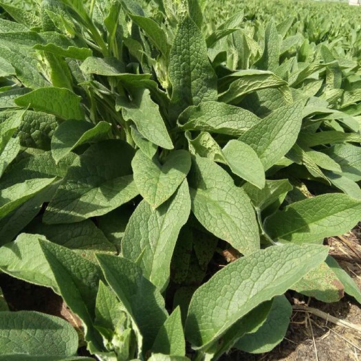 嘉祥县俄罗斯饲料菜种子  批发零售俄罗斯饲料菜种根 一次种植可持续