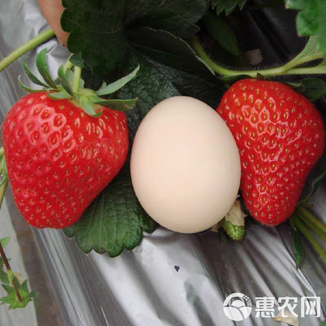 章姬草莓苗  草莓苗穴盘苗生产苗章姬妙香7号妙香3