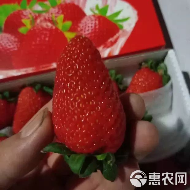 新鲜草莓四季草莓烘焙草莓蒙特瑞草莓双流草莓