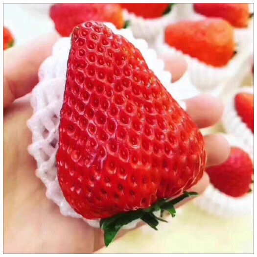  新鲜草莓冬季草莓牛奶草莓奶油草莓红颜草莓巧克力草莓